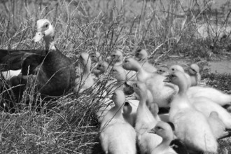 Muscovy duck (Cairina moschata) with its young in the grass on a farm, black and white, Eckental,