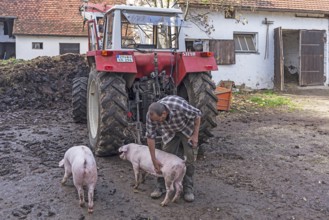 Farmer with two domestic pigs (Sus scrofa domesticus) on the farm, Tauchersreuth, Central