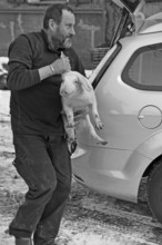 Farmer has a piglet (Sus scrofa domesticus) on his arm, black and white, Tauchersreuth, Middle