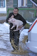Farmer holding a piglet (Sus scrofa domesticus) in his arms, Tauchersreuth, Middle Franconia,