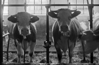 Cows in a cowshed, tethering on a former Franconian farm, Bavaria, Germany