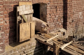 Mother sow (Sus scrofa domesticus) looking out of the barn, Othenstorf, Mecklenburg-Western