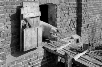 Mother sow (Sus scrofa domesticus) looking out of the barn, black and white, Othenstorf,