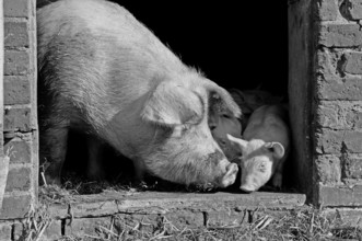 Mother sow and young piglets looking out of the barn, black and white, Othenstorf,