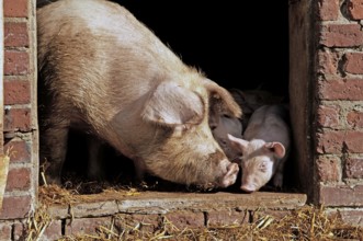 Mother sow and young piglets look out of the stable, Othenstorf, Mecklenburg-Western Pomerania,