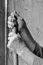 Worked hands of a farmer, black and white, Middle Franconia, Bavaria, Germany