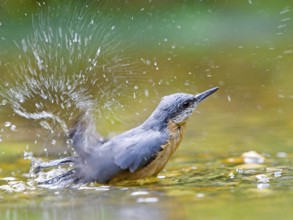 Nuthatch (Sitta europaea) bathing in the river and creating splashing water, vivid scene in natural