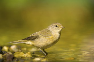 Chiffchaff (Phylloscopus collybita) standing in water in a natural environment with pebbles, Solms,