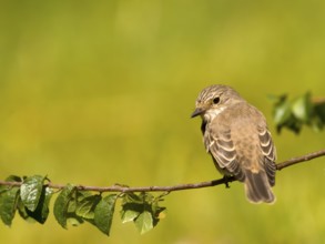 Grey flycatcher (Muscicapa striata) sitting on a branch with green leaves in natural surroundings,
