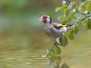 A goldfinch (Carduelis carduelis) on a branch above the water, vivid colours in focus, Solms,