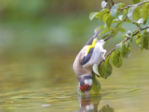 A goldfinch (Carduelis carduelis) stretching towards the water from a branch, vividly coloured,