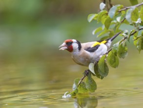 A goldfinch (Carduelis carduelis) sitting on a branch above the water, colourful feathers