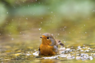 A robin (Erithacus rubecula) splashing lively in the water, splashes in the air, Solms, Hesse,