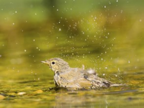 Young chiffchaff (Phylloscopus collybita) bathing and splashing water, golden light reflections