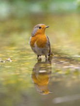 A robin (Erithacus rubecula) is reflected in the water, surrounded by natural greenery, Solms,