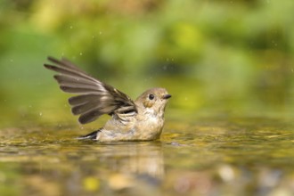 Grey flycatcher (Muscicapa striata) with outstretched wings in the water, surrounded by green