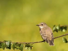 Grey flycatcher (Muscicapa striata) sitting on a branch, green background scenery, Solms, Hesse,