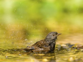 Dunnock (Prunella modularis) bathing in water surrounded by natural splashes, Solms, Hesse, Germany