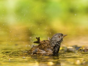 Dunnock (Prunella modularis) taking a bath, water splashing around in natural environment, Solms,