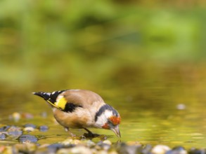 Goldfinch (Carduelis carduelis) bends over and searches for food in the water, surrounded by