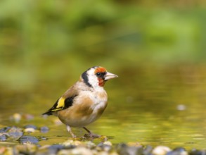 Goldfinch (Carduelis carduelis) sighted in shallow water, vivid red and yellow colours, Solms,