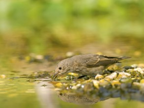 Grey flycatcher (Muscicapa striata) at the water's edge, observing the water amidst pebbles, Solms,