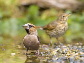 A hawfinch (Coccothraustes coccothraustes) and a song thrush (Turdus philomelos) standing together