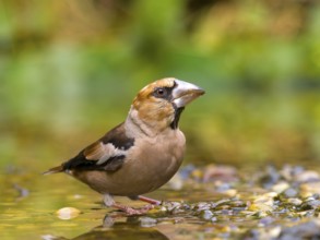 A hawfinch (Coccothraustes coccothraustes) standing on pebbles by the water, surrounded by natural