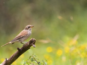 A Red-backed Shrike (Lanius collurio), young bird sitting on a branch in a green environment with