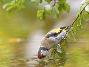 Goldfinch (Carduelis carduelis) bends down to drink water from a pond, framed by green leaves,