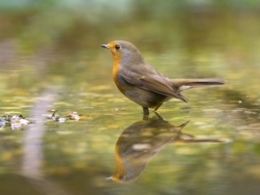 Robin (Erithacus rubecula) with bright orange breast feathers standing in the water, harmonious and