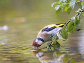 Goldfinch (Carduelis carduelis) carefully drinking from the pond, leaning on a leaf branch, Solms,