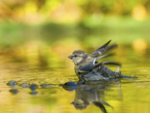 Young blue tit (Cyanistes caeruleus), in the middle of the water with a reflected environment in