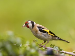 Goldfinch (Carduelis carduelis) with yellow and red feathers sitting on a branch, surrounded by