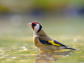 A goldfinch (Carduelis carduelis) bathing in the water, surrounded by natural colours and light