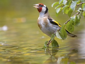 Goldfinch (Carduelis carduelis) sitting on a branch in shallow water, surrounded by green leaves