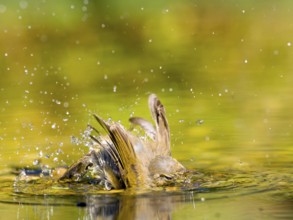 Chiffchaff (Phylloscopus collybita) bathing extensively in water, creating lively splashes in