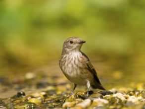Grey flycatcher (Muscicapa striata) standing attentively between pebbles in green surroundings,