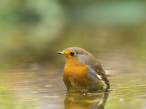A robin (Erithacus rubecula) stands in the water in a quiet, natural environment, Solms, Hesse,