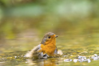 A robin (Erithacus rubecula) flaps its wings in water in a natural environment, Solms, Hesse,