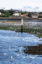 Swans over Berwick Pier and Lighthouse, Berwick-upon-Tweed, England, UK