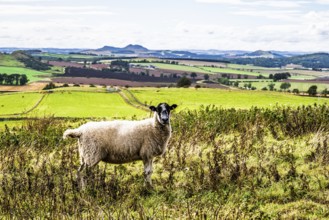 Sheeps, Scotish fields and farms, Southeast Scotland, UK