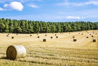 Straw bales in the Scottish fields, Southeast Scotland, UK