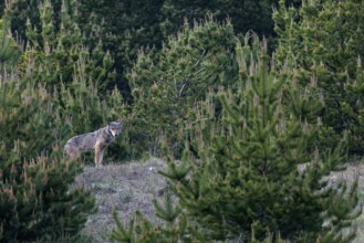 The wolf (Canis lupus) gives me so much time that I can realise different compositions, tension,