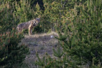 After this photo, the male wolf (Canis lupus) jumps into the forest behind him, leaving behind an