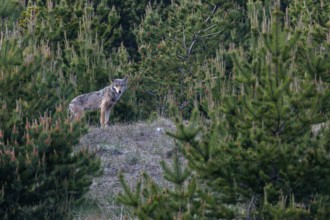 Still agitated, I take a close look at the surroundings to set up a hide, discovering a hill on