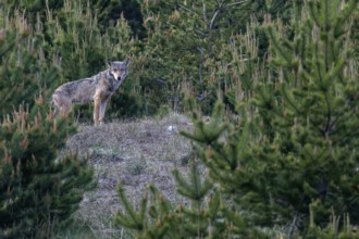 This encounter with a wolf (Canis lupus) is one of my most exciting nature experiences, especially
