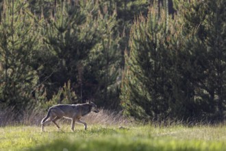 After several days of searching and a brief encounter the day in front of, I come across the male