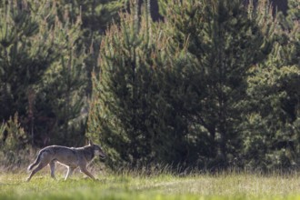 When I see the male wolf (Canis lupus) for the first time, he is only 20 metres away from 2 fallow