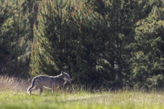When this photo of the wolf (Canis lupus) was taken, the male was only 15 metres away from 2 fallow